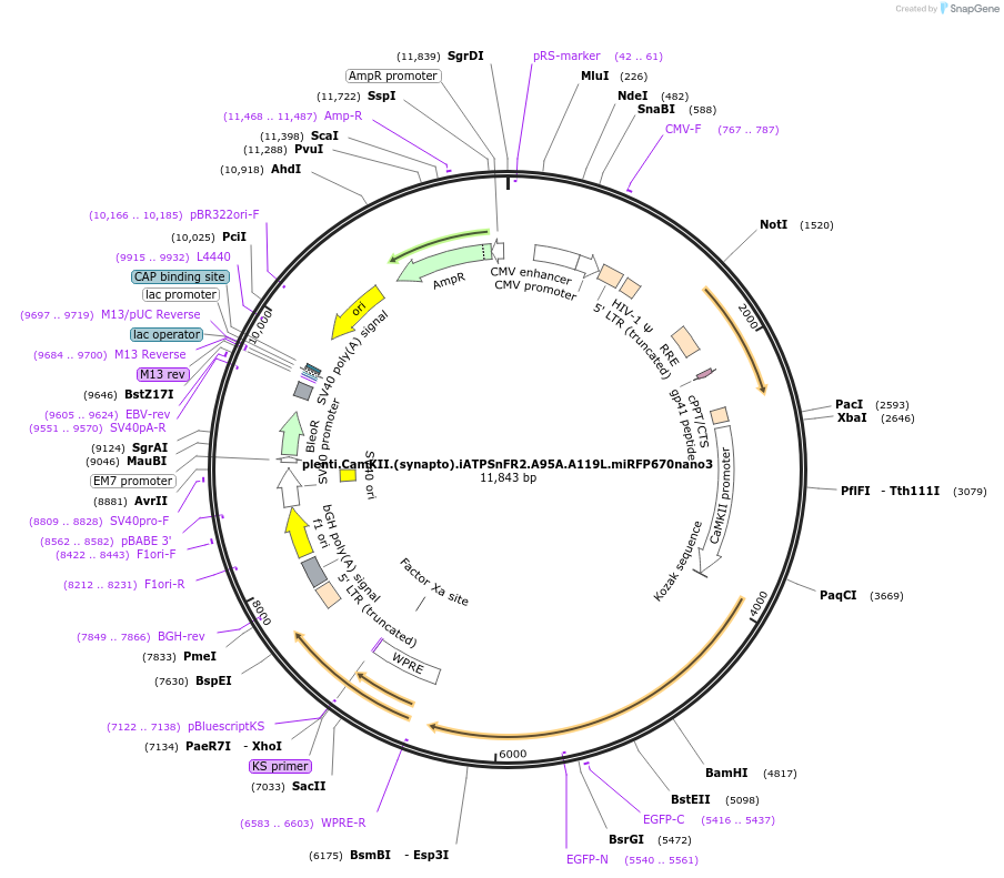 209730-plasmid-map-sequence-id-414446