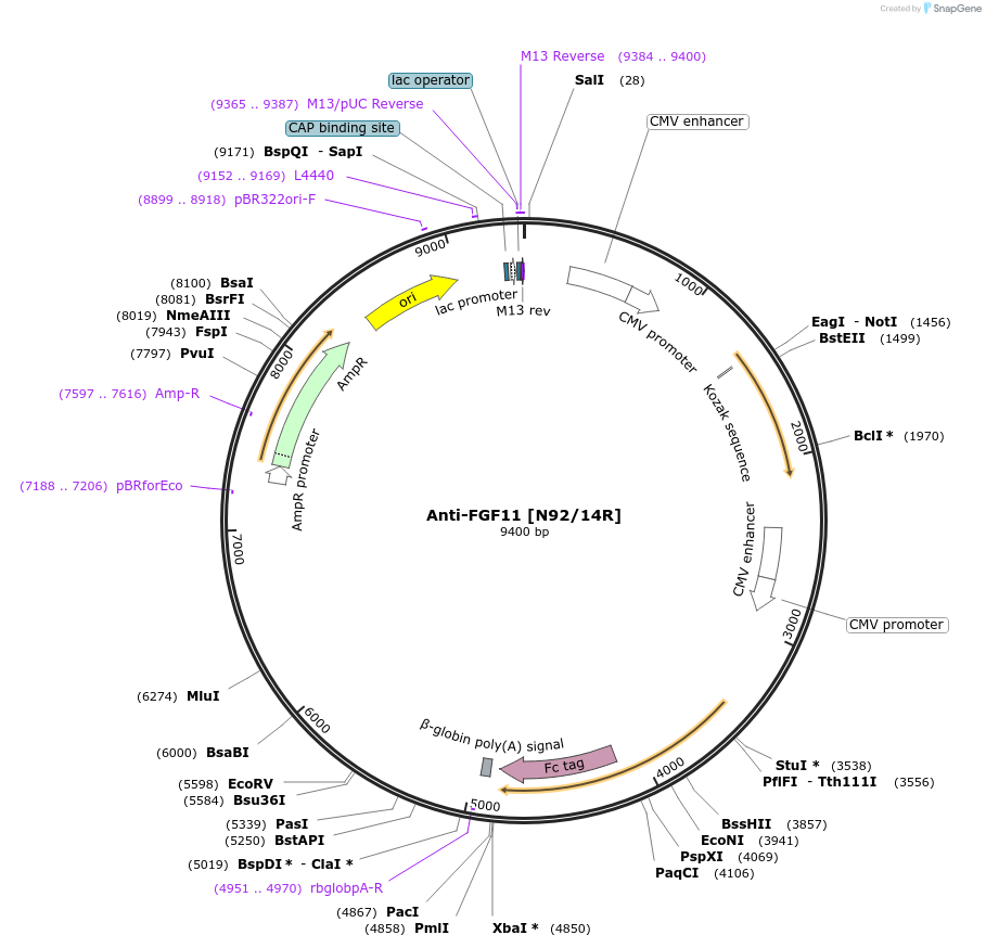206602-plasmid-map-sequence-id-414450