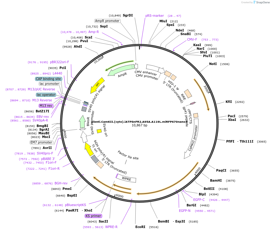 209725-plasmid-map-sequence-id-414453