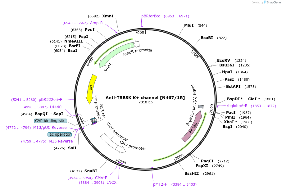 206594-plasmid-map-sequence-id-414457