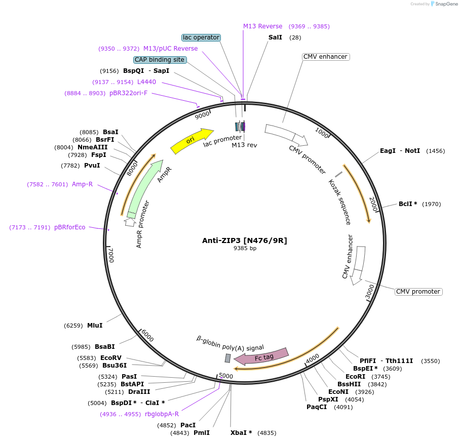 206599-plasmid-map-sequence-id-414464