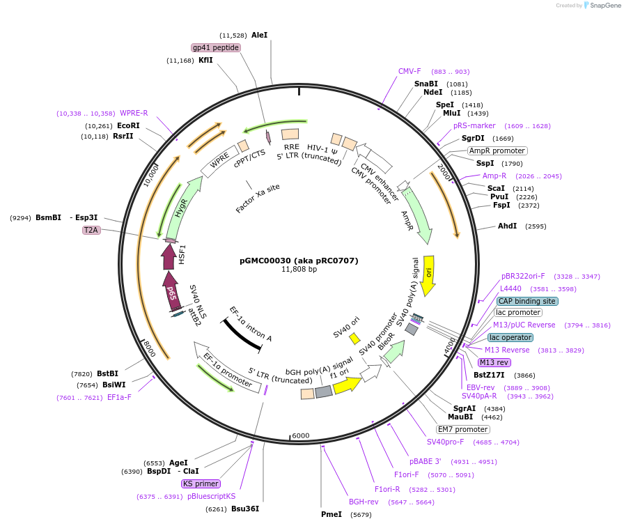 209673-plasmid-map-sequence-id-414468