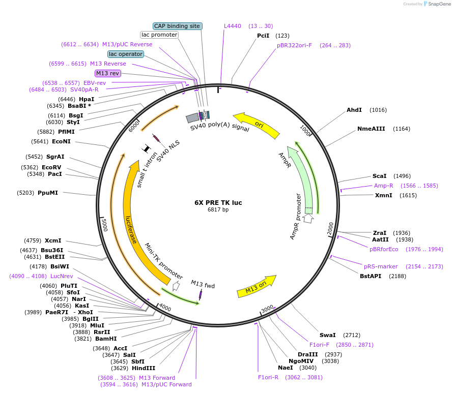 206160-plasmid-map-sequence-id-414737