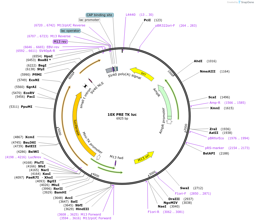 206162-plasmid-map-sequence-id-414739