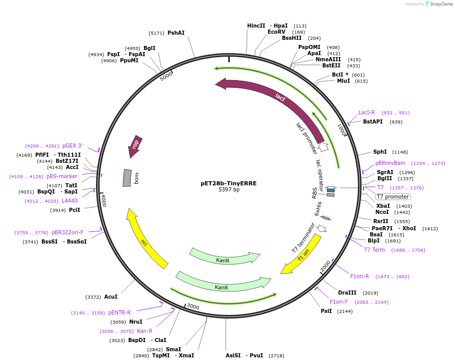 208320-plasmid-map-sequence-id-414744