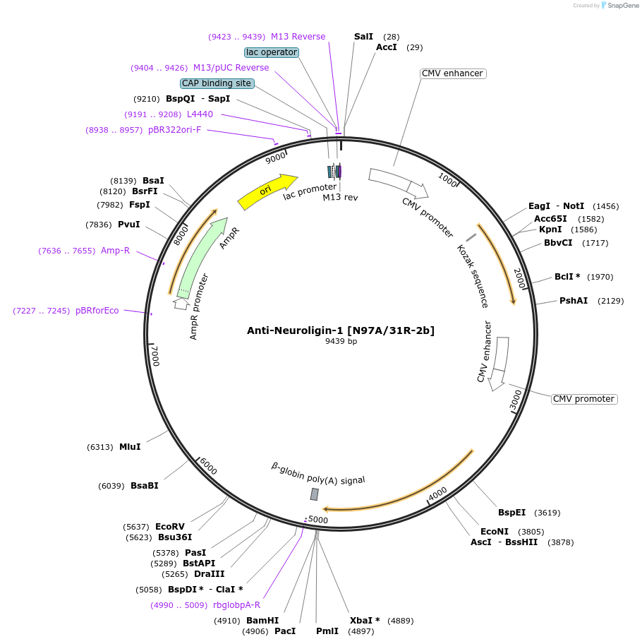 206679-plasmid-map-sequence-id-414750