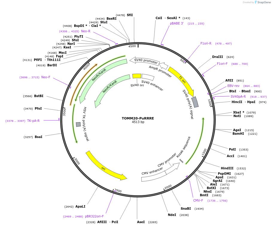 208329-plasmid-map-sequence-id-414755