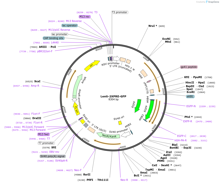 206169-plasmid-map-sequence-id-414759