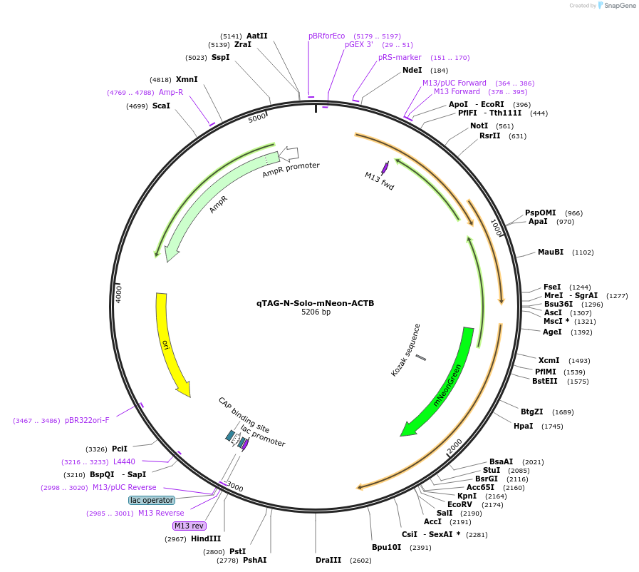 207749-plasmid-map-sequence-id-414795