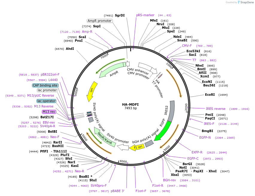 207836-plasmid-map-sequence-id-414808