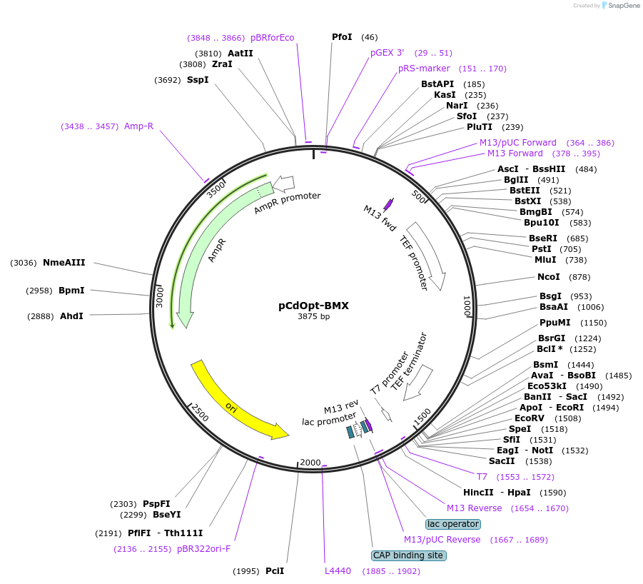 203929-plasmid-map-sequence-id-414816