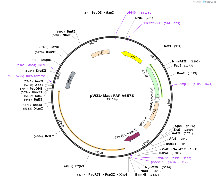 207403-plasmid-map-sequence-id-414820