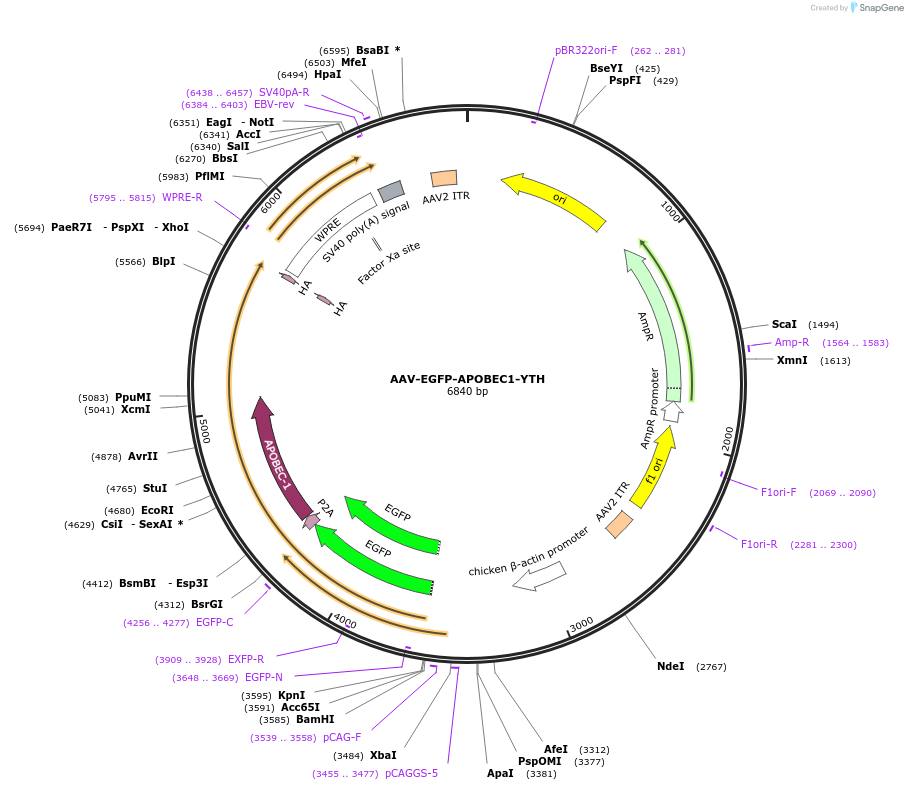 209319-plasmid-map-sequence-id-414823