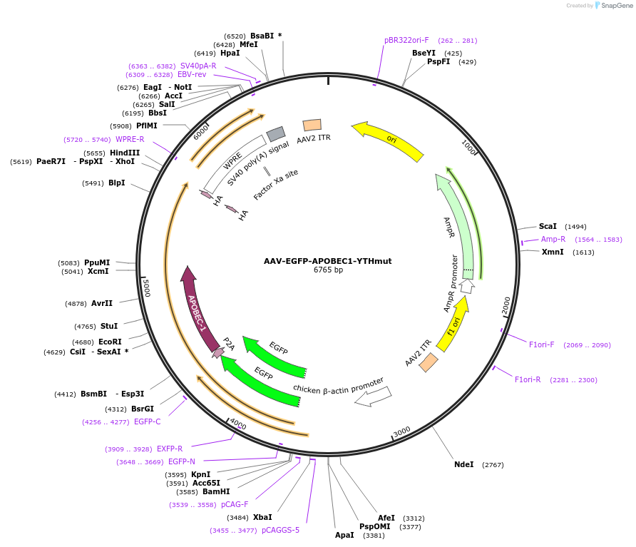 209320-plasmid-map-sequence-id-414824