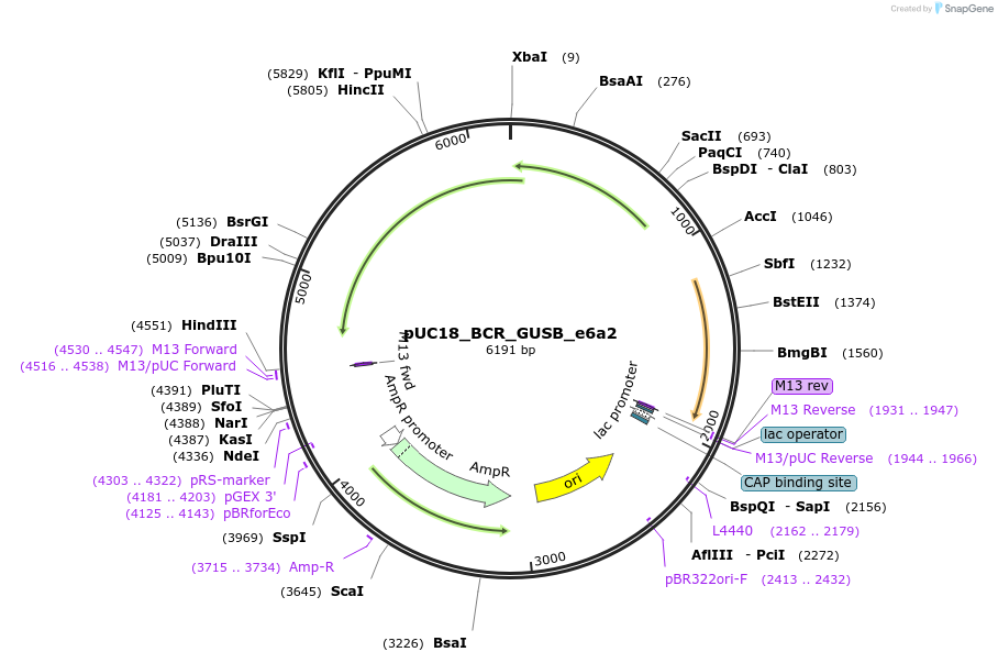 190882-plasmid-map-sequence-id-414825