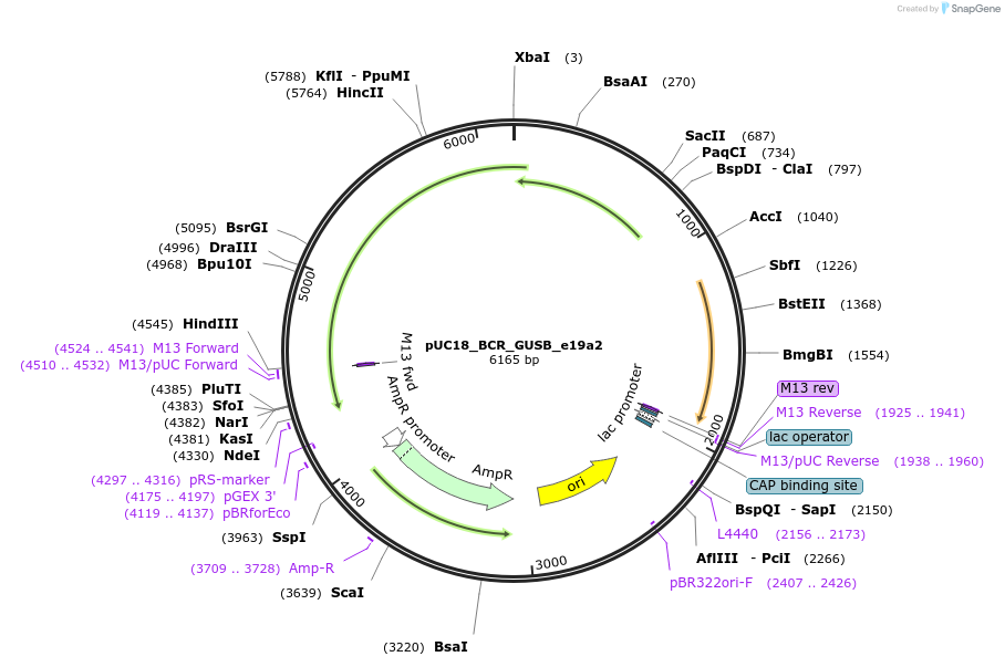 190884-plasmid-map-sequence-id-414826