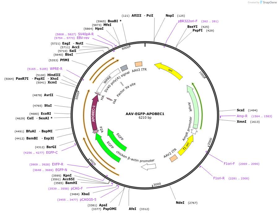 209321-plasmid-map-sequence-id-414830
