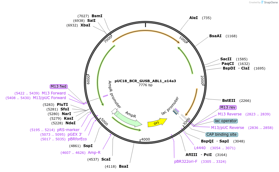 190885-plasmid-map-sequence-id-414831
