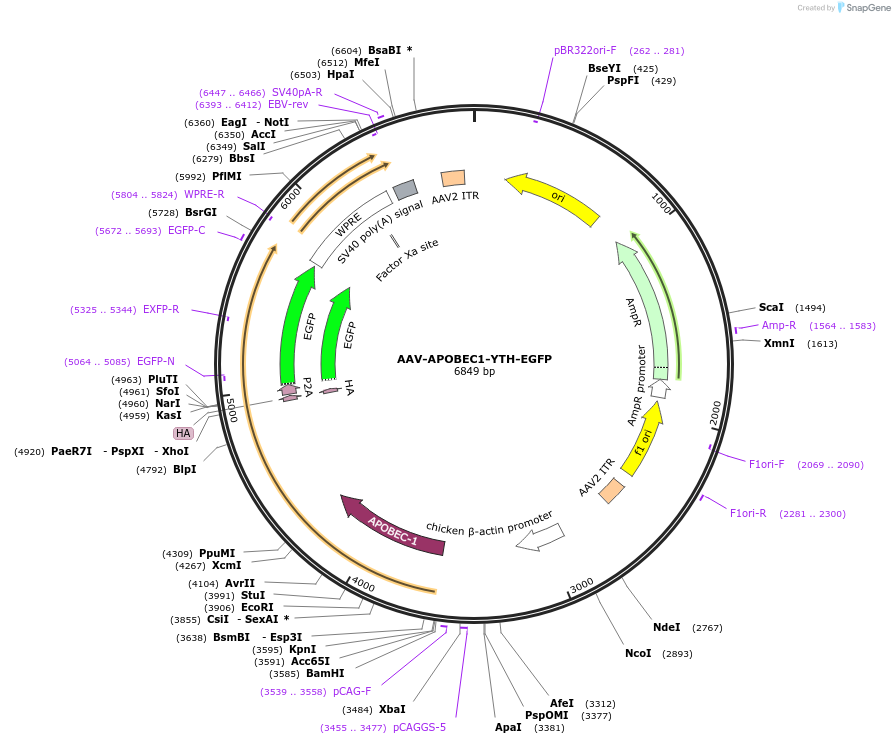 209322-plasmid-map-sequence-id-414832