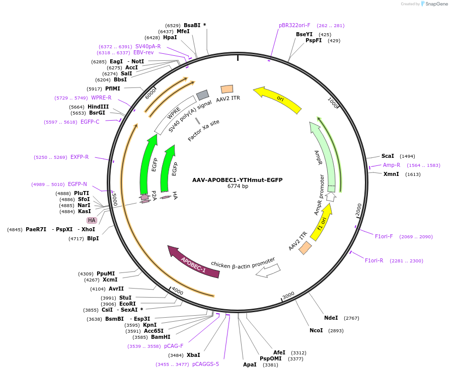 209323-plasmid-map-sequence-id-414834