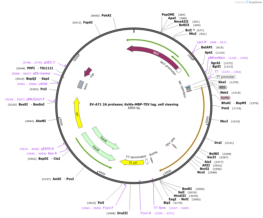 204811-plasmid-map-sequence-id-414877