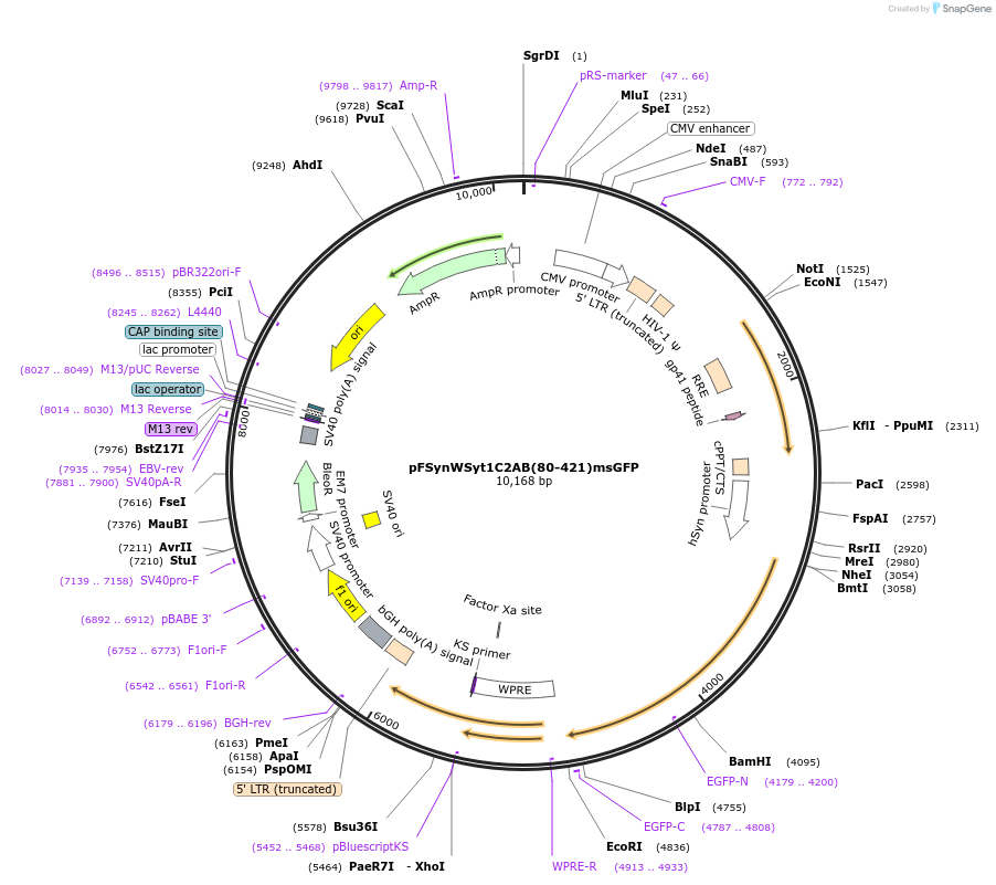 209014-plasmid-map-sequence-id-414878