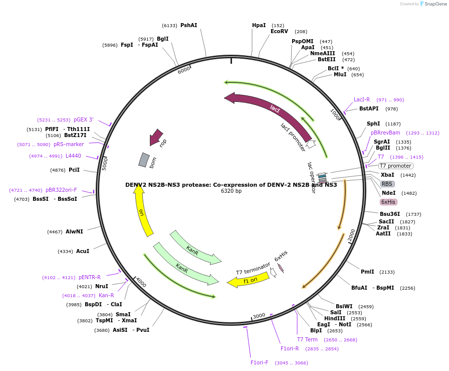 204808-plasmid-map-sequence-id-414880