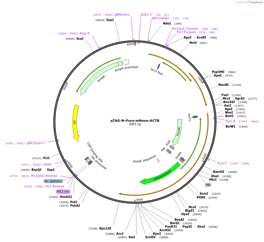 207752-plasmid-map-sequence-id-414897
