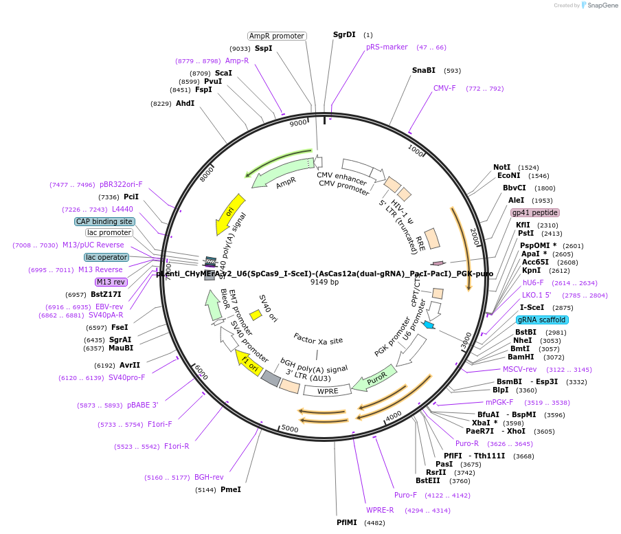 189636-plasmid-map-sequence-id-414907