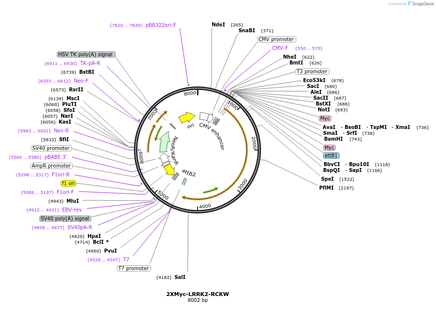 25064-plasmid-map-sequence-id-414913