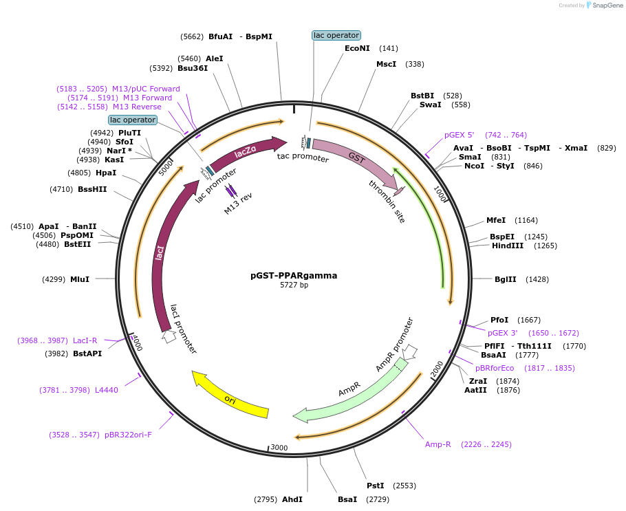 16549-plasmid-map-sequence-id-415027
