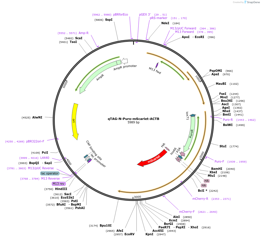 207754-plasmid-map-sequence-id-415028