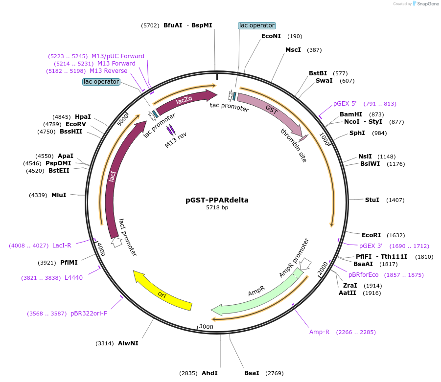 16548-plasmid-map-sequence-id-415029