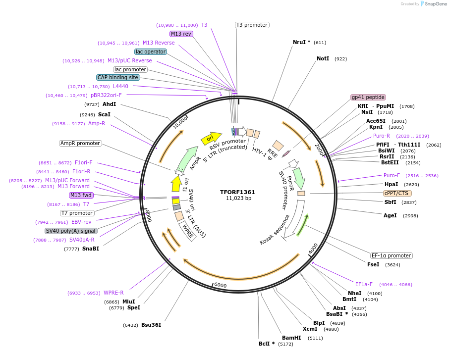 141820-plasmid-map-sequence-id-415038