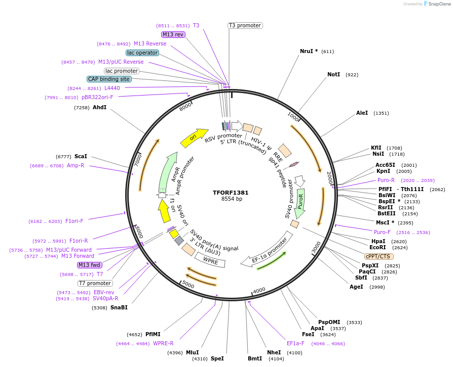 141823-plasmid-map-sequence-id-415039