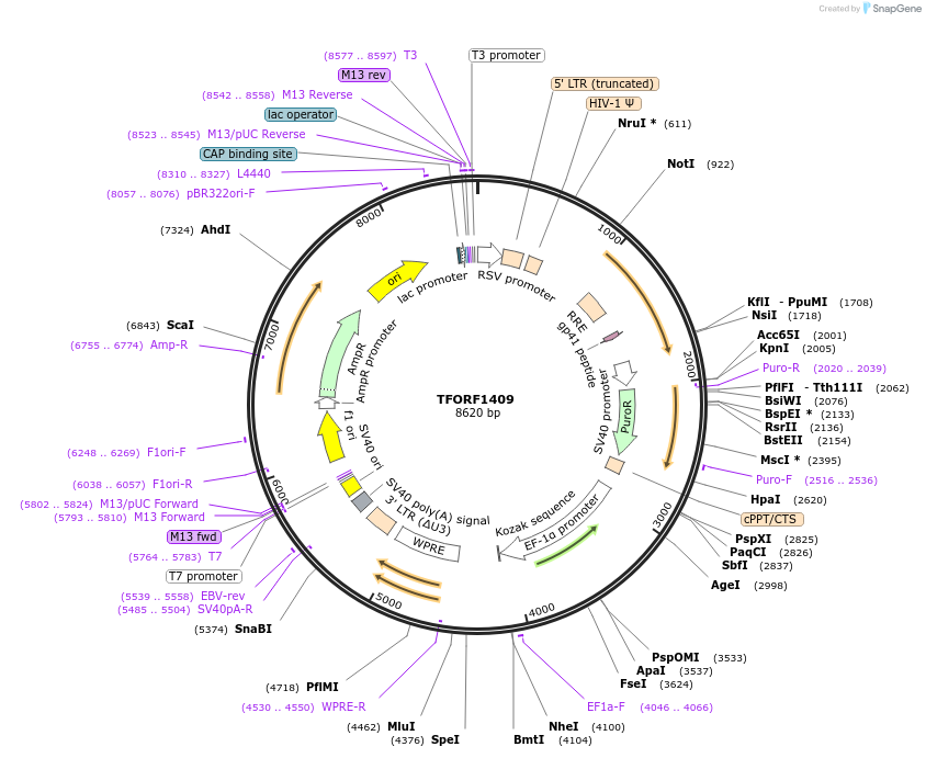 141824-plasmid-map-sequence-id-415040