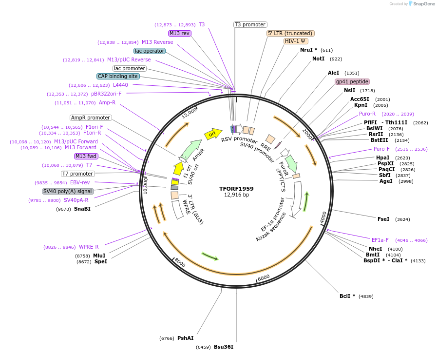 143986-plasmid-map-sequence-id-415042