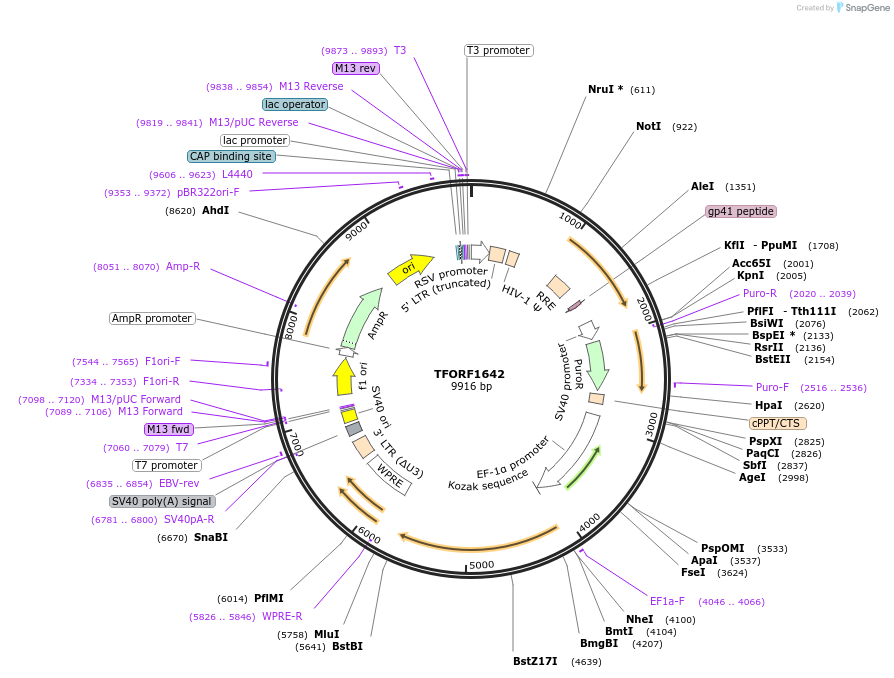 141858-plasmid-map-sequence-id-415044
