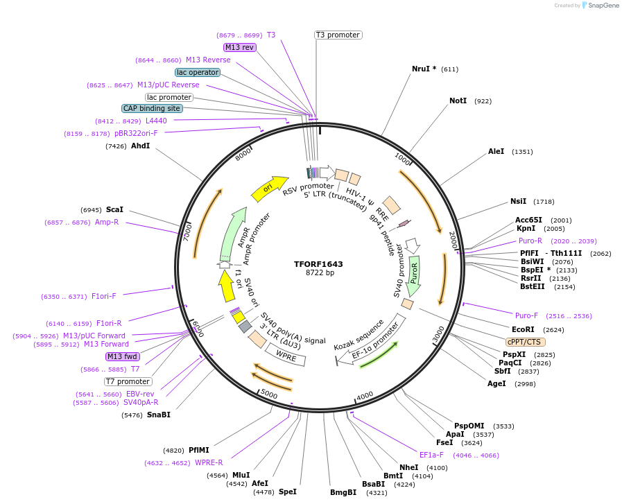 141859-plasmid-map-sequence-id-415045
