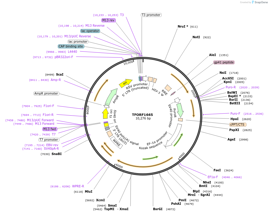 141863-plasmid-map-sequence-id-415046