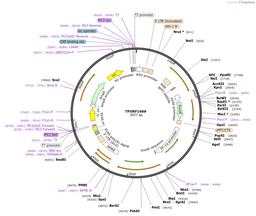 141864-plasmid-map-sequence-id-415047