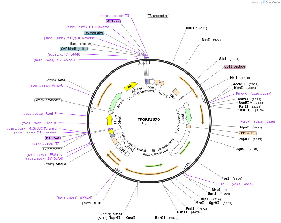 141865-plasmid-map-sequence-id-415048