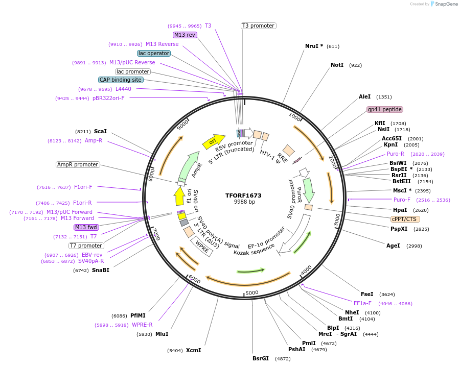 141866-plasmid-map-sequence-id-415049