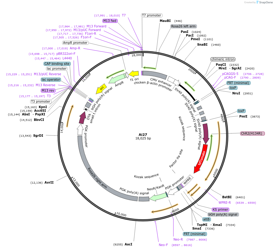 34630-plasmid-map-sequence-id-41505