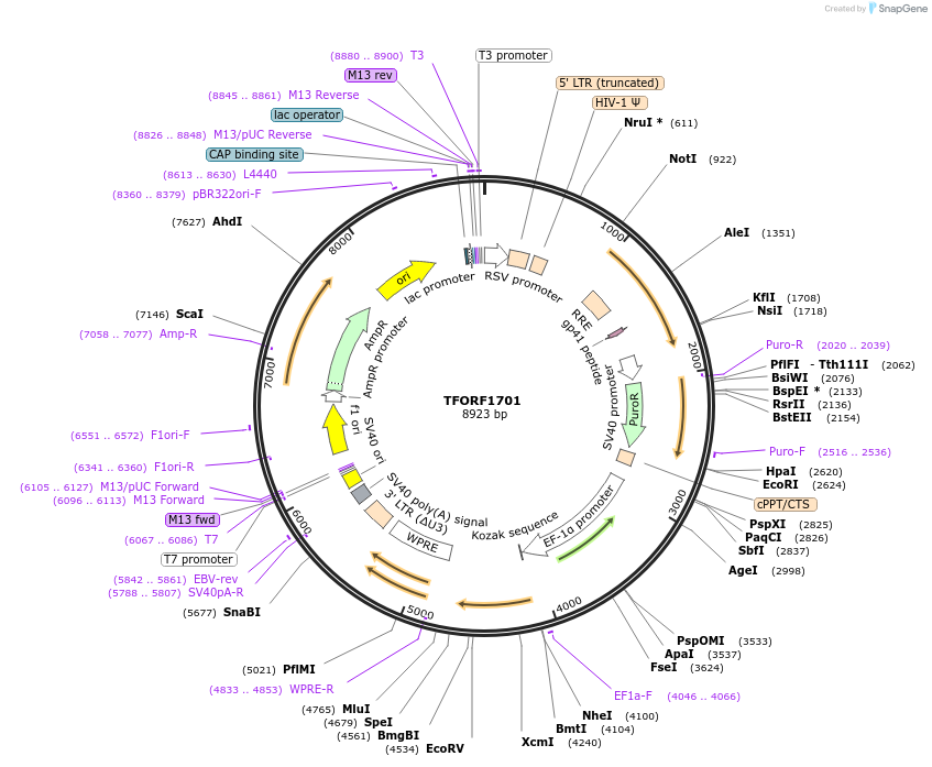 141867-plasmid-map-sequence-id-415050