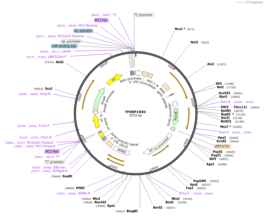 141876-plasmid-map-sequence-id-415056