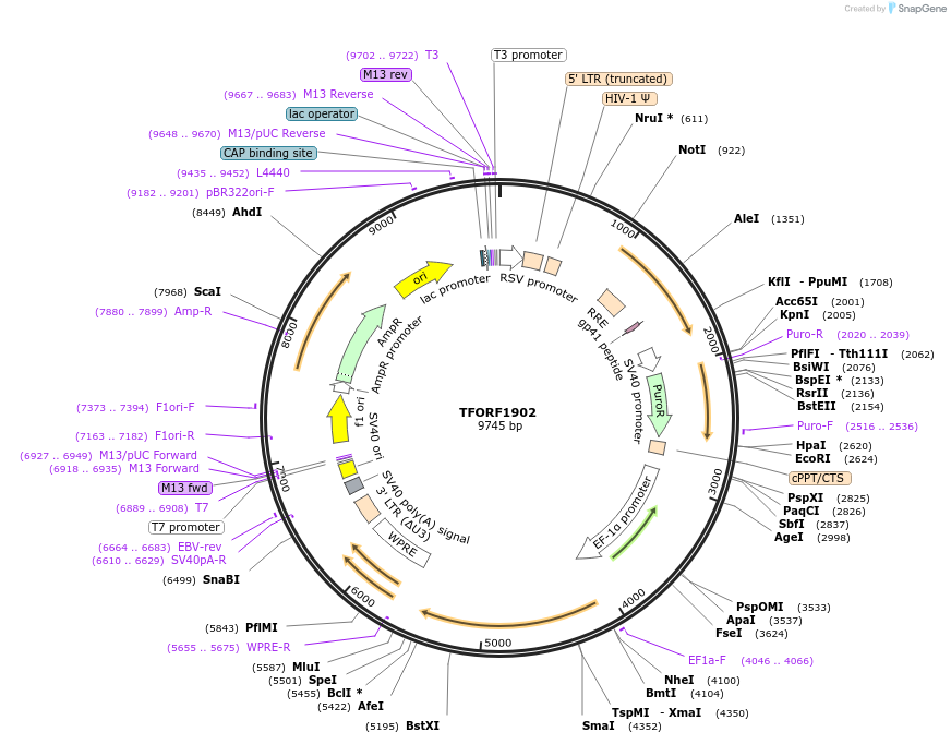 141882-plasmid-map-sequence-id-415058