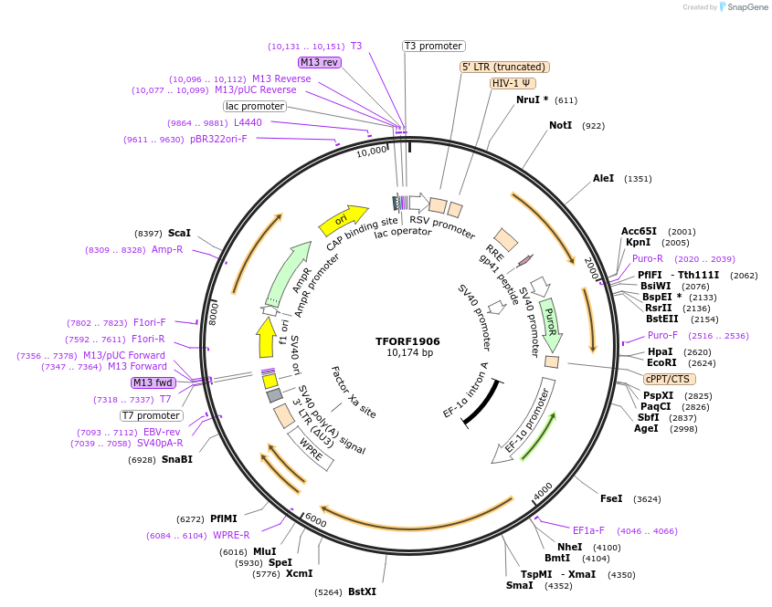 141883-plasmid-map-sequence-id-415059