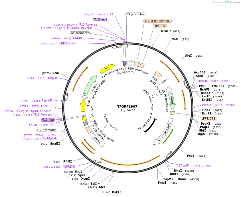 141884-plasmid-map-sequence-id-415060