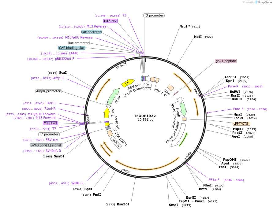 141888-plasmid-map-sequence-id-415063